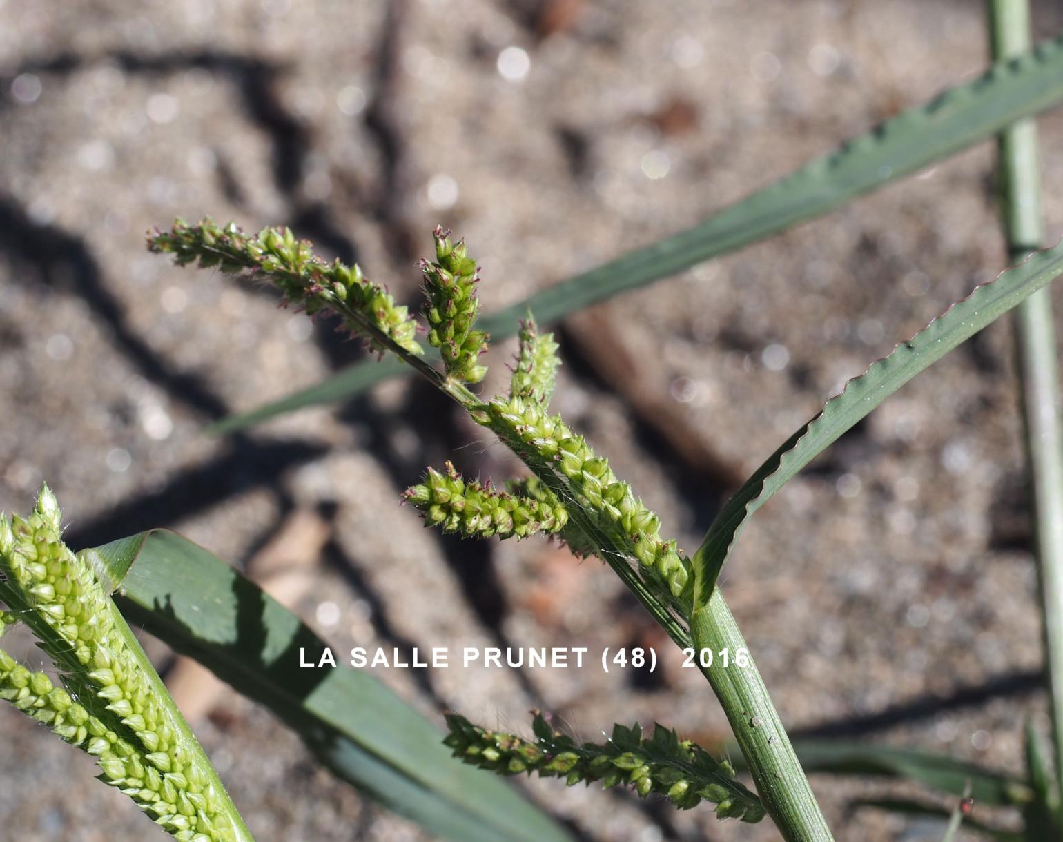 Cockspur grass